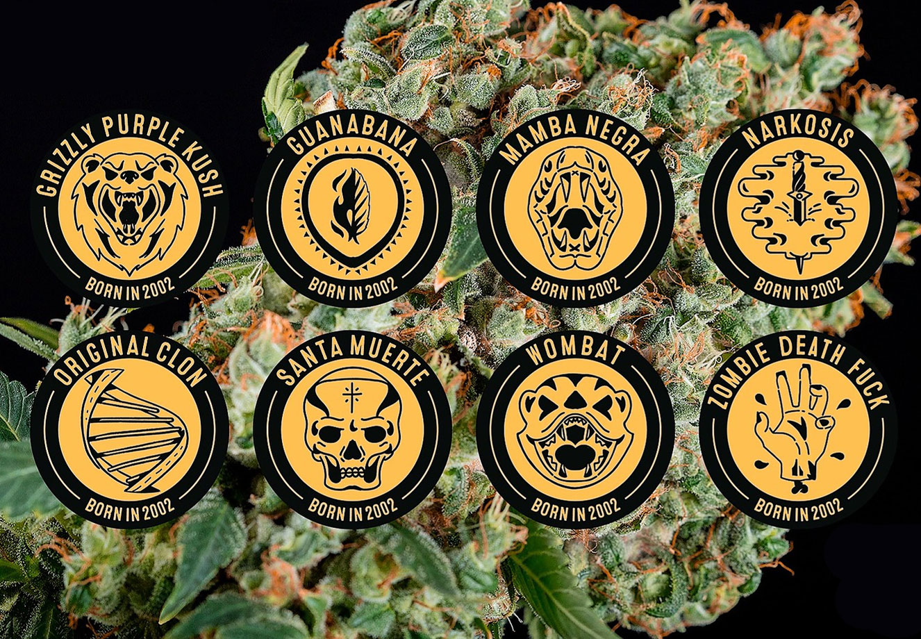 Feminized wietzaden van Blimburn Seeds. Feminized wietzaden van Blimburn Seeds.