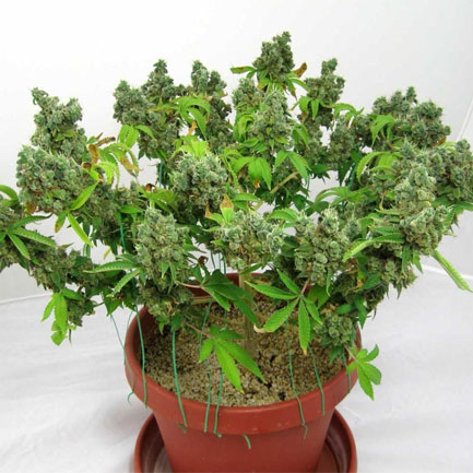 Kleine wietplant door Low Stress Training. Kleine wietplant door Low Stress Training.