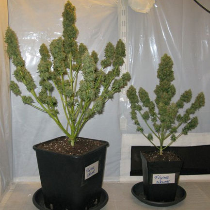 Het verschil van 2 planten uit 1 kweekruimte bij een 12-liter en een 4-liter pot.