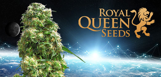 Apollo F1 van Royal Queen Seeds Apollo F1 van Royal Queen Seeds.