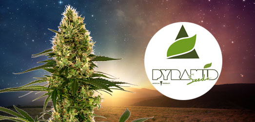Auto Blue Pyramid van Pyramid Seeds. Auto Blue Pyramid van Pyramid Seeds.