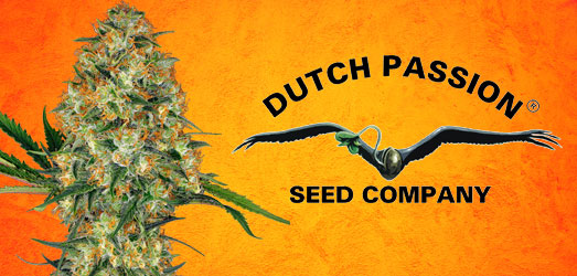 Auto Orange Bud van Dutch Passion Auto Orange Bud van Dutch Passion