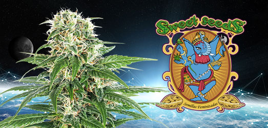 Big Devil F1 Fast Version van Sweet Seeds. Big Devil F1 Fast Version van Sweet Seeds.
