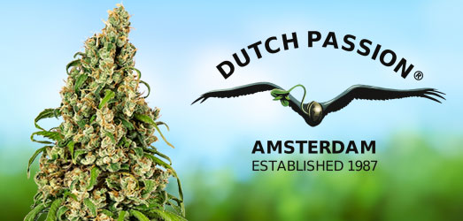 Blueberry van Dutch Passion Blueberry van Dutch Passion