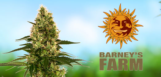 Blueberry OG van Barney’s Farm Blueberry OG van Barney’s Farm