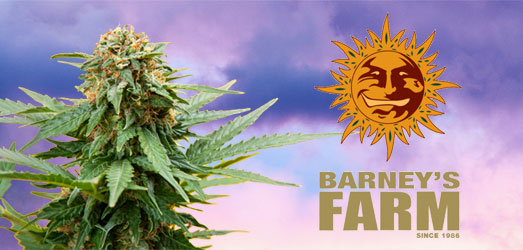 Blueberry OG van Barney’s Farm Blueberry OG van Barney’s Farm