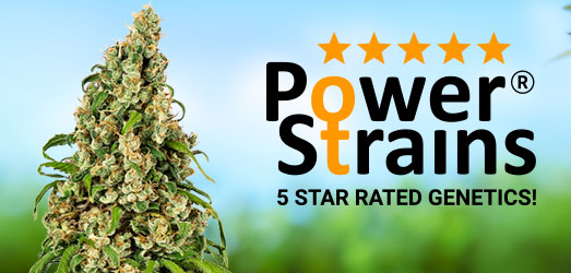 Blueberry van PowerStrains Blueberry van PowerStrains