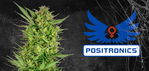 CBD Black Widow van Positronic Seeds. CBD Black Widow van Positronic Seeds.