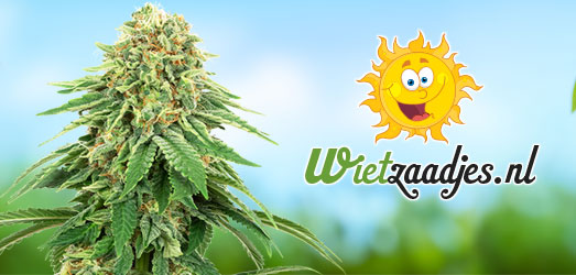 CBD Blueberry van ons Huismerk Blueberry van ons Huismerk
