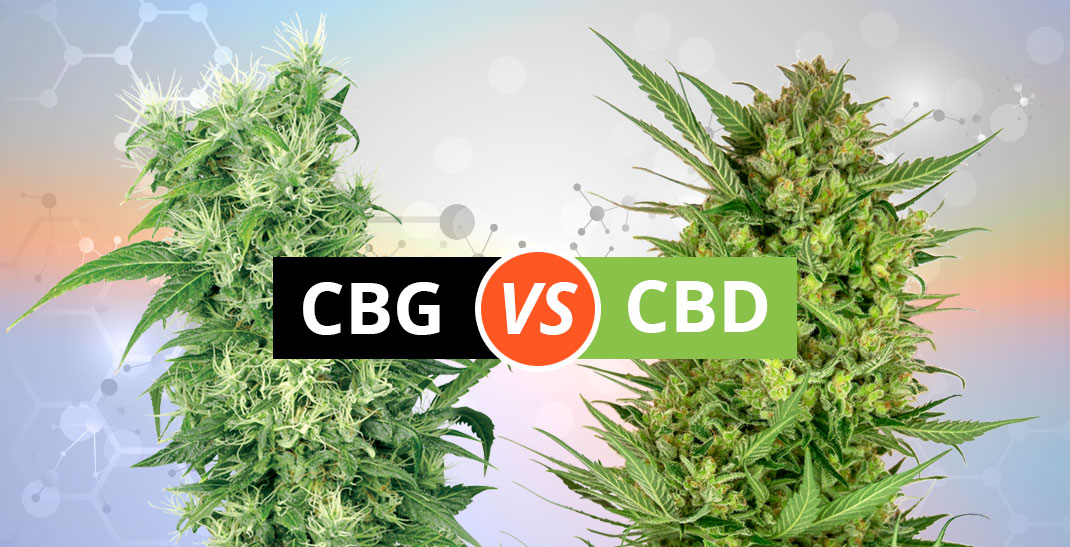 CBG versus CBD: ontdek de verschillen