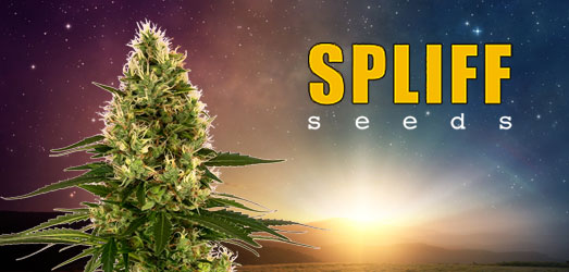 Cheese Auto van Spliff Seeds. Cheese Auto van Spliff Seeds.