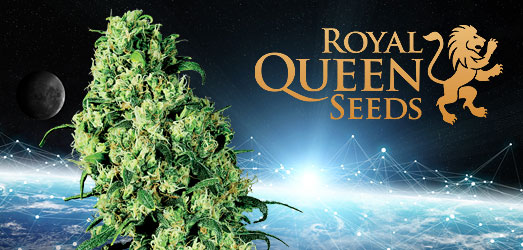 Cosmos F1 wietzaden van Royal Queen Seeds Cosmos F1 van Royal Queen Seeds.