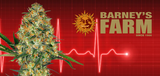 Critical Kush Auto van Barney’s Farm. Critical Kush Auto van Barney’s Farm.