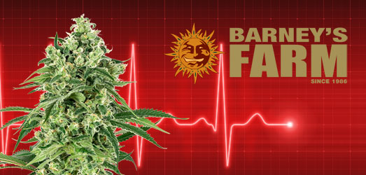 Critical Kush van Barney’s Farm. Critical Kush van Barney’s Farm.