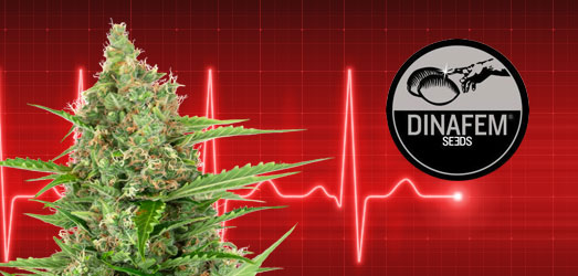 Critical Kush van Dinafem. Critical Kush van Dinafem.