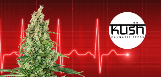 Critical Kush van Kush Cannabis Seeds. Critical Kush van Kush Cannabis Seeds.