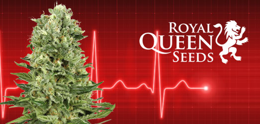 Critical Kush van Royal Queen Seeds. Critical Kush van Royal Queen Seeds.
