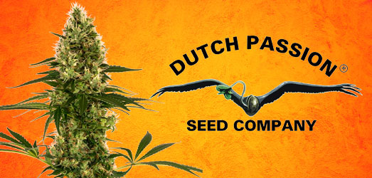 Critical Orange Punch van Dutch Passion Critical Orange Punch van Dutch Passion