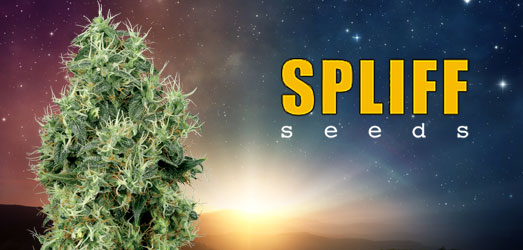 Crystal White van Spliff Seeds. Crystal White van Spliff Seeds.