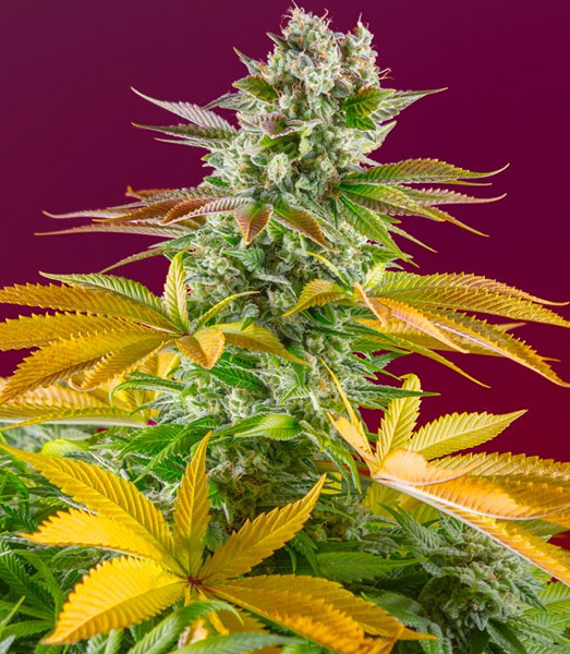 Gorilla Girl F1 Fast Version van Sweet Seeds Gorilla Girl F1 Fast Version van Sweet Seeds
