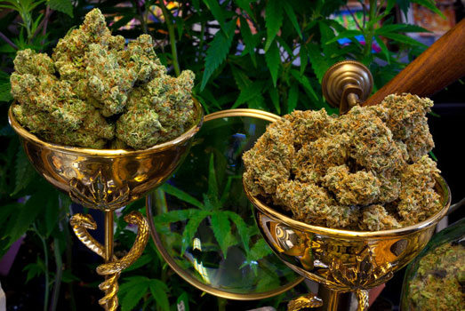 High Times cannabis cup winnaar. High Times cannabis cup winnaar.