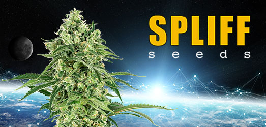 Jack F1 van Spliff Seeds Jack F1 van Spliff Seeds.