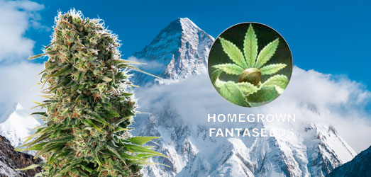 K2 van Homegrown Fantaseeds. K2 van Homegrown Fantaseeds.