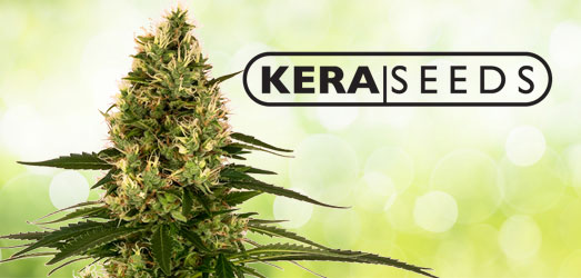 Kera NLX Diamond Auto van Kera Seeds Kera NLX Diamond Auto van Kera Seeds
