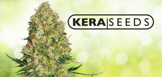 NLX Special van Kera Seeds NLX Special van Kera Seeds