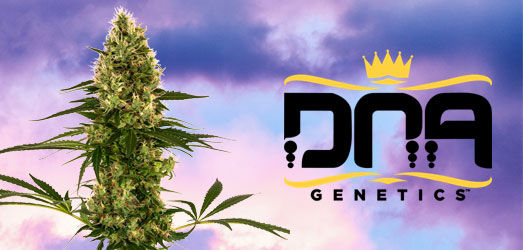 Kushberry van DNA Genetics Kushberry van DNA Genetics