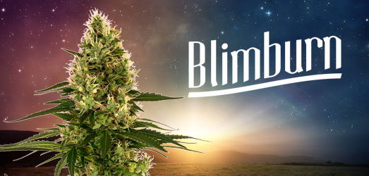 Mamba Negra CBD van Blimburn Seeds. Mamba Negra CBD van Blimburn Seeds.