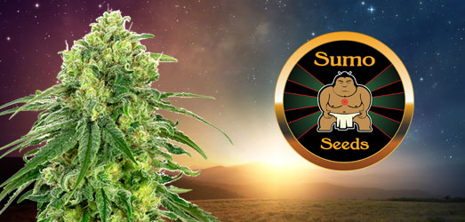 Maya Gold van Sumo Seeds Maya Gold van Sumo Seeds
