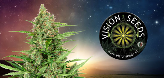 Medical 49 CBD+ van Vision Seeds. Medical 49 CBD+ van Vision Seeds.