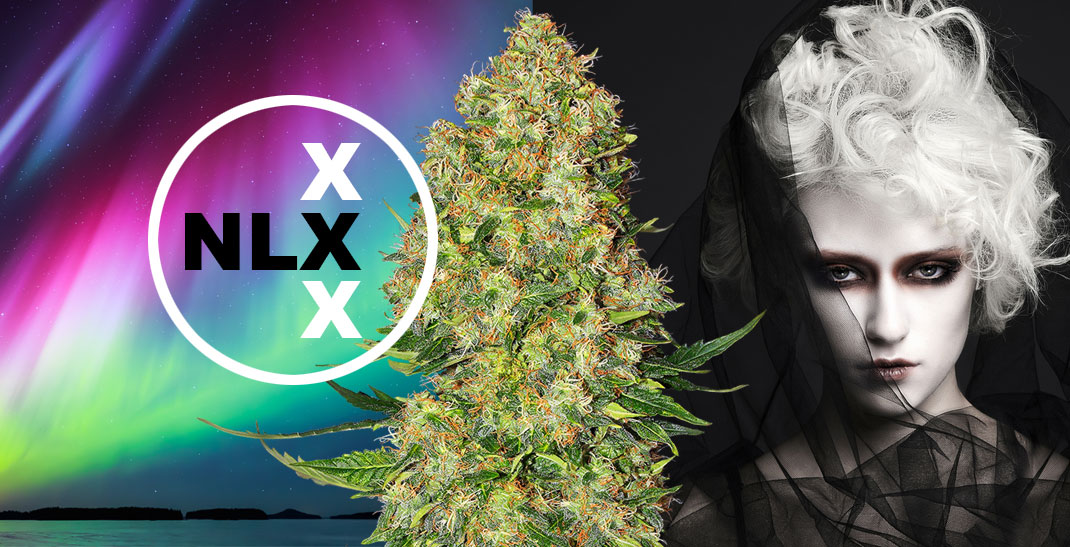 NLX wiet is een kruising tussen de legendarische Northern Light wiet en de White Widow.