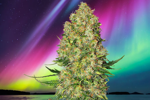 De legendarische Northern Light wietplant. De legendarische Northern Light wietplant.