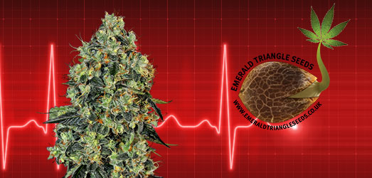 O.G. Critical van Emerald Triangle. O.G. Critical van Emerald Triangle.