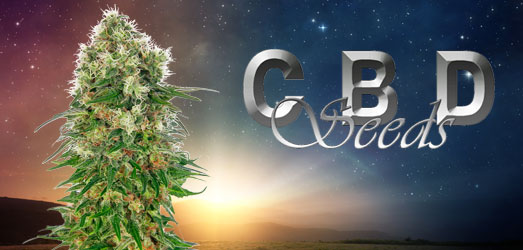 Orange Big Bud van CBD Seeds. Orange Big Bud van CBD Seeds.