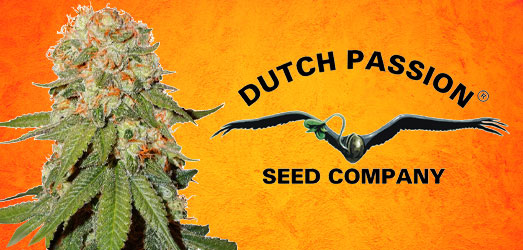 Orange Bud van Dutch Passion Orange Bud van Dutch Passion