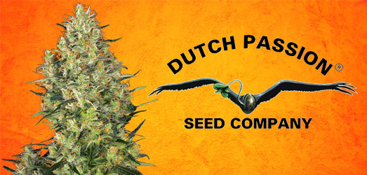 Orange Hill Special van Dutch Passion. Critical Orange Punch van Dutch Passion