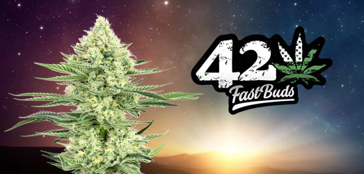 Pineapple Express van FastBuds. Pineapple Express van FastBuds.