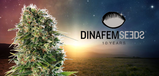 Purple Orange CBD van Dinafem Seeds. Purple Orange CBD van Dinafem Seeds.