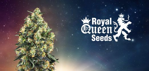 Quick One Auto van Royal Queen Seeds. Quick One Auto van Royal Queen Seeds.