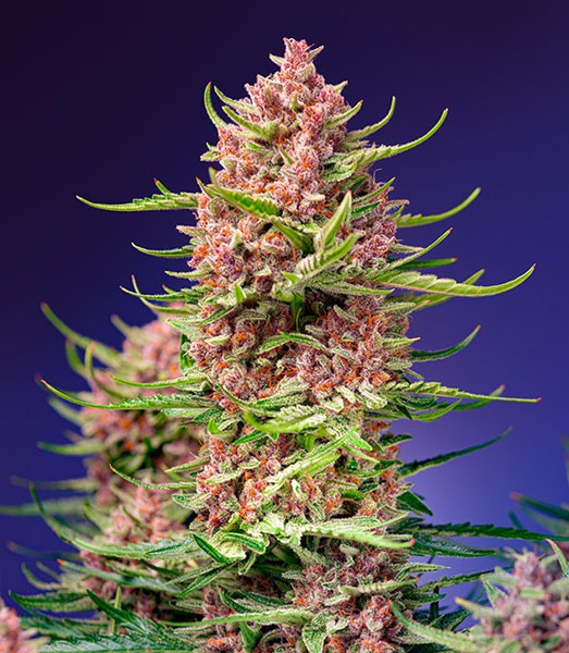Strawberry Cola Sherbet F1 Fast Version van Sweet Seeds Strawberry Cola Sherbet F1 Fast Version van Sweet Seeds