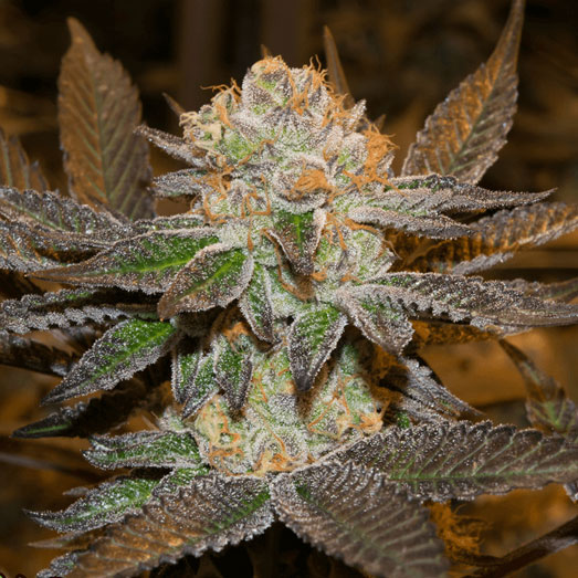 Green Gelato heeft Sativa en Sunset Sherbet genetica. Green Gelato heeft Sativa en Sunset Sherbet genetica.