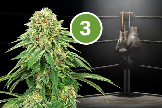Zkittlez: Nummer 3 THC-rijke wietsoort Zkittlez: Nummer 3 THC-rijke wietsoort