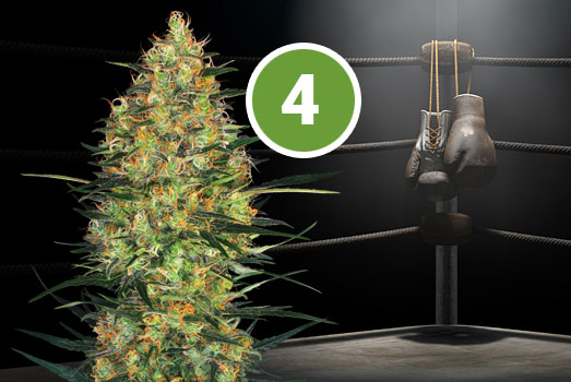 White Widow X Bigger Bud: Nummer 4 THC-rijke wietsoort White Widow X Bigger Bud: Nummer 4 THC-rijke wietsoort