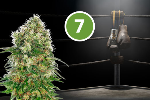 Trainwreck: Nummer 7 THC-rijke wietsoort Trainwreck: Nummer 7 THC-rijke wietsoort