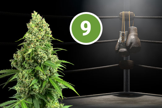Critical+: Nummer 9 THC-rijke wietsoort Critical+: Nummer 9 THC-rijke wietsoort