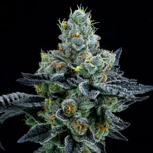 Cannabis top Thin Mint Girl Scout Cookies. Cannabis top Thin Mint Girl Scout Cookies.