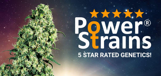 Wedding Cake van PowerStrains. Wedding Cake van PowerStrains.